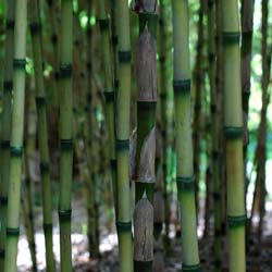 Bamboo Chusquea couleou